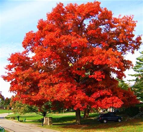 Rare Red Oak Quercus Alba Acorns Tree Seeds 10pcs - Pure Bonsai