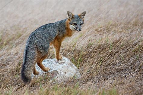 Island Fox - Channel Islands National Park Photograph by Patrick Barron - Fine Art America