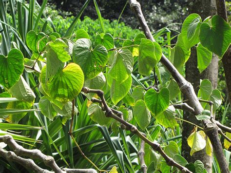 Medicinal Plants - Kava - Sensi Seeds Blog