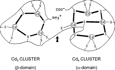 Metallothionein: an intracellular protein to protect against cadmium toxicity. - Semantic Scholar