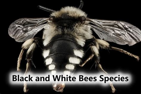 9 Black and White Bees Species In North & South America (With ...