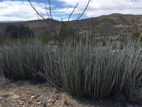 5 Facts About the Chihuahuan Desert – Explore Texas