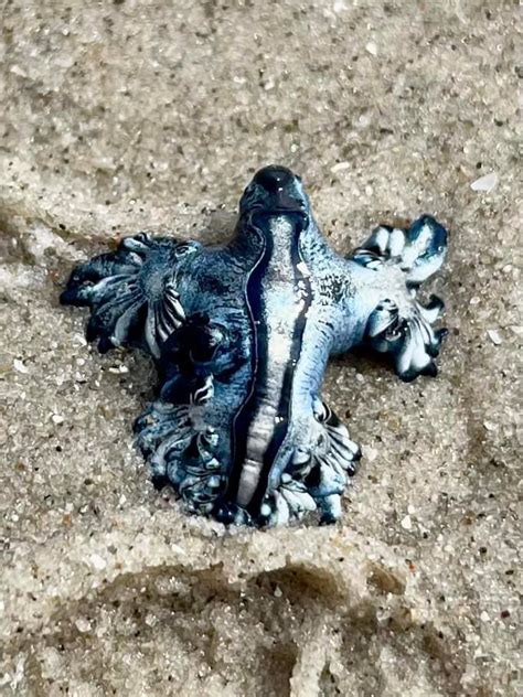 'Do not touch these animals': Rare, venomous blue dragons wash up on South Texas coast