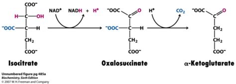 Ch. 19: Citric Acid Cycle Flashcards | Quizlet