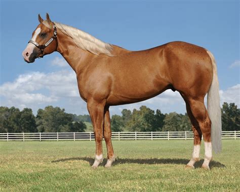 Palomino Quarter Horse Stallion MP Jet To The Sun