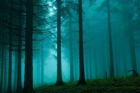 Dark Misty Forest Wallpapers - Top Free Dark Misty Forest Backgrounds - WallpaperAccess