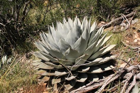 Agave parryi – OBLOG