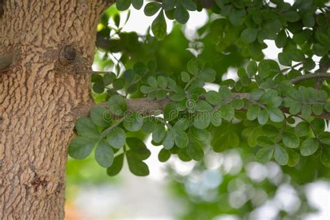 Wood Apple Tree Brunches and Leaves , Limonia Acidissima Stock Photo - Image of tree, vegan ...