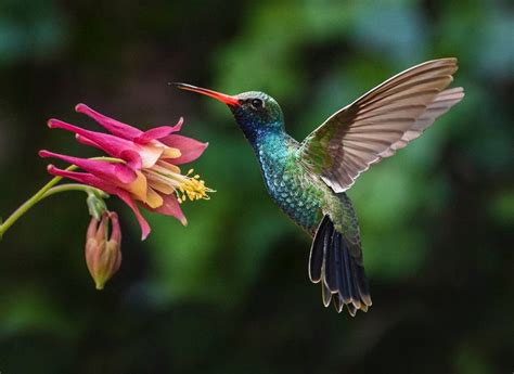 Top 10 Red Hummingbird Flowers | Birds & Blooms