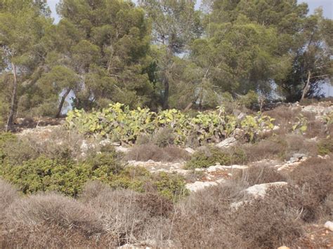 Trees in Israel | guided tour | Jewish Eco Seminars