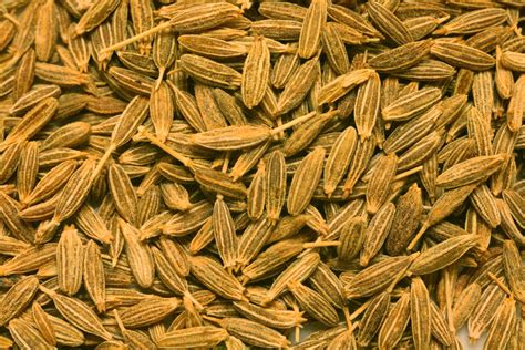 Extremely Health Benefits of Cumin Water (Jeera Water) - HAFR