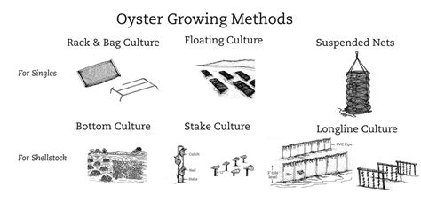 Oyster Grow-out: How to Get the Prettiest Oyster of Them All – Element ...