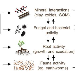 Theoretical framework of the soil aggregates formation pathways ...