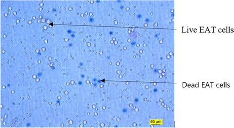 The appearance of EAT cells under a microscope | Download Scientific Diagram