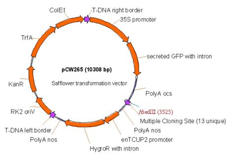 Schematic representation of the T-DNA region of the T-DNA binary vector... | Download Scientific ...