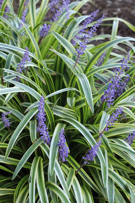 Liriope Variegated, Lilyturf - Shop Sugar Creek Gardens