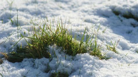 Winter lawn care: 6 steps to take to protect it from the cold | Homes ...