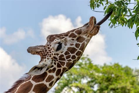 HD wallpaper: giraffe reaching tree leaves by its tongue during daytime ...