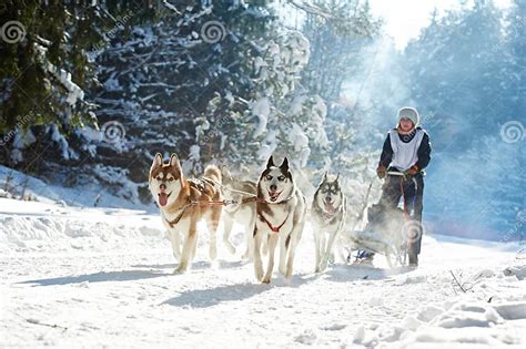 Husky sled dog racing stock photo. Image of nature, husky - 104381696