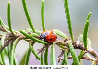 2,488 Hibernation Insects Images, Stock Photos & Vectors | Shutterstock