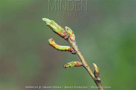 Minden Pictures stock photos - Butterfly (Geometra dieckmanni) caterpillar mimicking Sawtooth ...