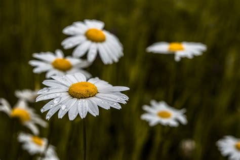 Daisy – April Birth Flower of the Month – Overseas Flower Delivery