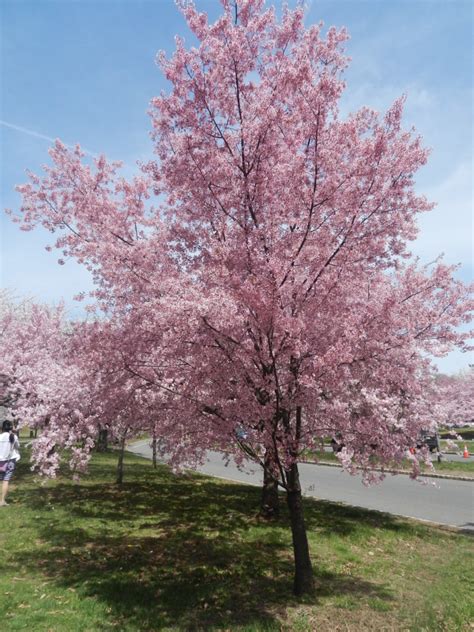 Newark Cherry Blossom Festival and Vegan Meals - Vegan World Trekker ...