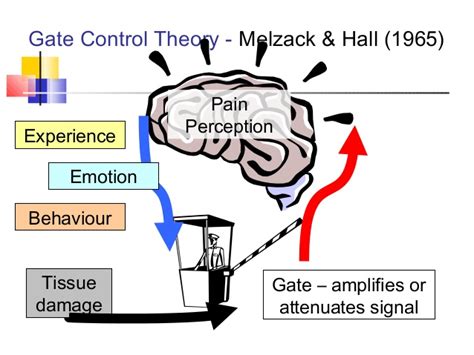 EXAMS AND ME : Gate Control Theory