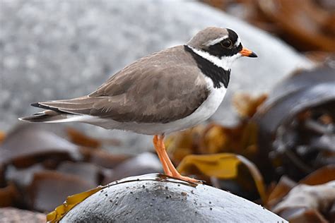 Ringed Plover by Fausto Riccioni - BirdGuides