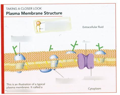 Plasma Membrane Structure Diagram | Quizlet