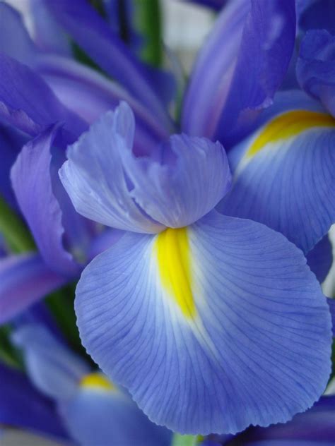 Blue Iris Free Photo Download | FreeImages