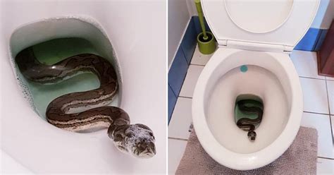 How To Prevent Snakes From Entering Toilet Bowls - Doctor Shares Tips ⋆