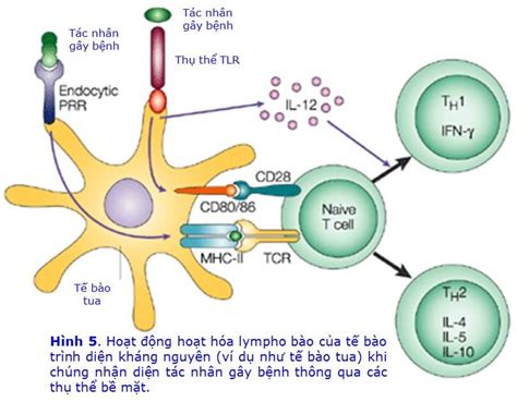 Hệ thống miễn dịch mạnh sẽ tiêu diệt ung thư