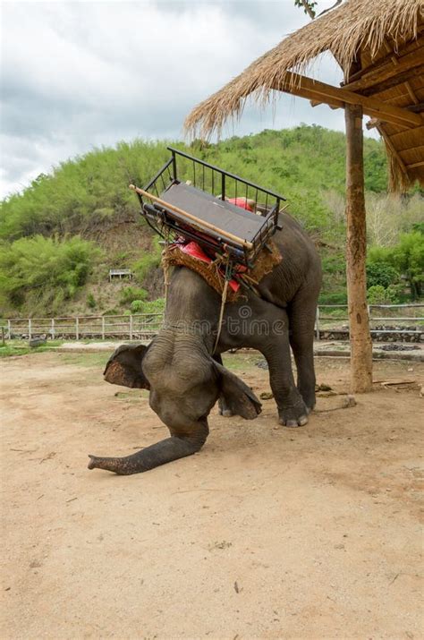 Elephant with Howdah at Elephants Camp,Thailand Stock Photo - Image of adventure, animal: 72228030