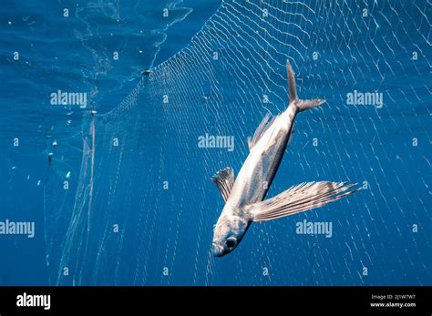 Drift net fishing hi-res stock photography and images - Alamy