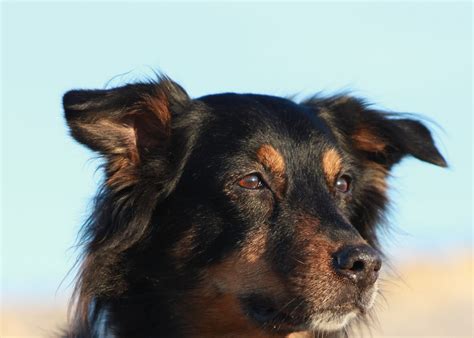 Common Black Australian Shepherd Color Patterns - PetHelpful