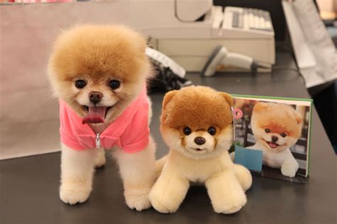 Gund 'Boo - World's Cutest Dog' Stuffed Animal | Nordstrom | World ...