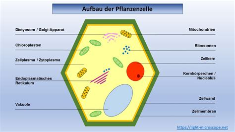 Arbeitsblatt – Aufbau der Pflanzen-Zelle | Light Microscope