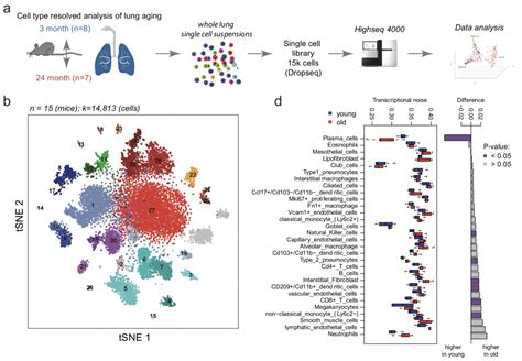 An atlas of the aging lung mapped by single cell transcriptomics and deep tissue proteomics ...