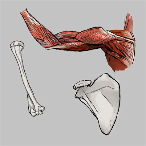 Matt Poast - Arm Anatomy