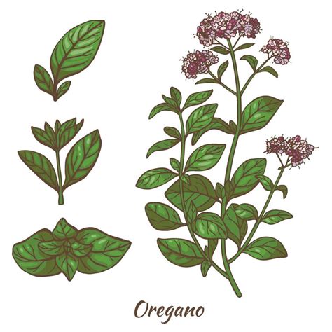 Color Oregano Plant and Leaves in Hand Drawn Style 15564906 Vector Art ...