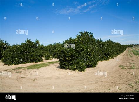 Florida orange groves Stock Photo - Alamy