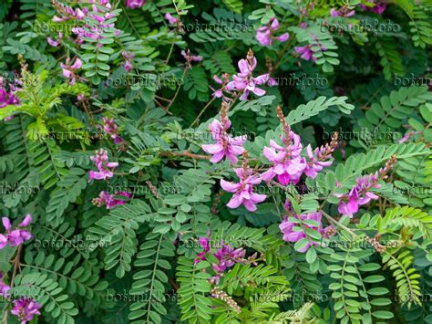 Image Common indigo (Indigofera tinctoria) - 464006 - Images and videos of plants and gardens ...