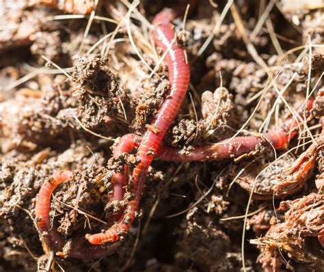 What Soil Organisms Actually Do - Garden & Greenhouse