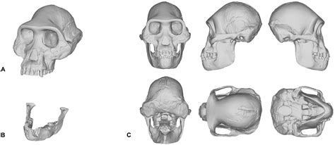 Homo Naledi skull replica reconstruction Full-size reconstruction Hominid ancient people skull ...