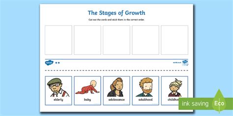 growing up worksheets for grade 1 - Google Search | Human life cycle, Life cycles, Sequencing ...