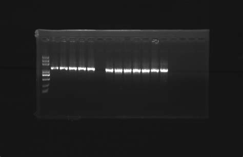 Tablets Taq Dna Polymerase at Best Price in Hangzhou | Hangzhou Junfeng ...