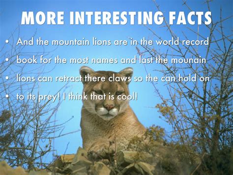 10 Interesting Facts About Lions You Didn39t Know