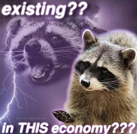 Raccoon Memes For Garbage Lovers in 2022 | Funny memes, Cat memes, Memes