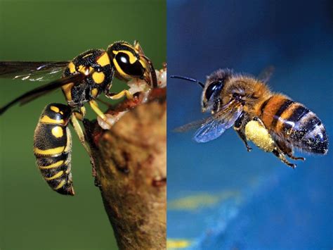 What’s the Difference Between a Bee and a Wasp? | Britannica